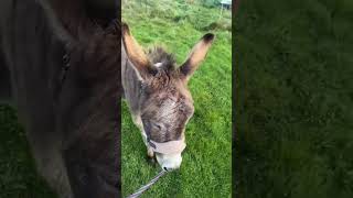 One Girl - Three Donkeys