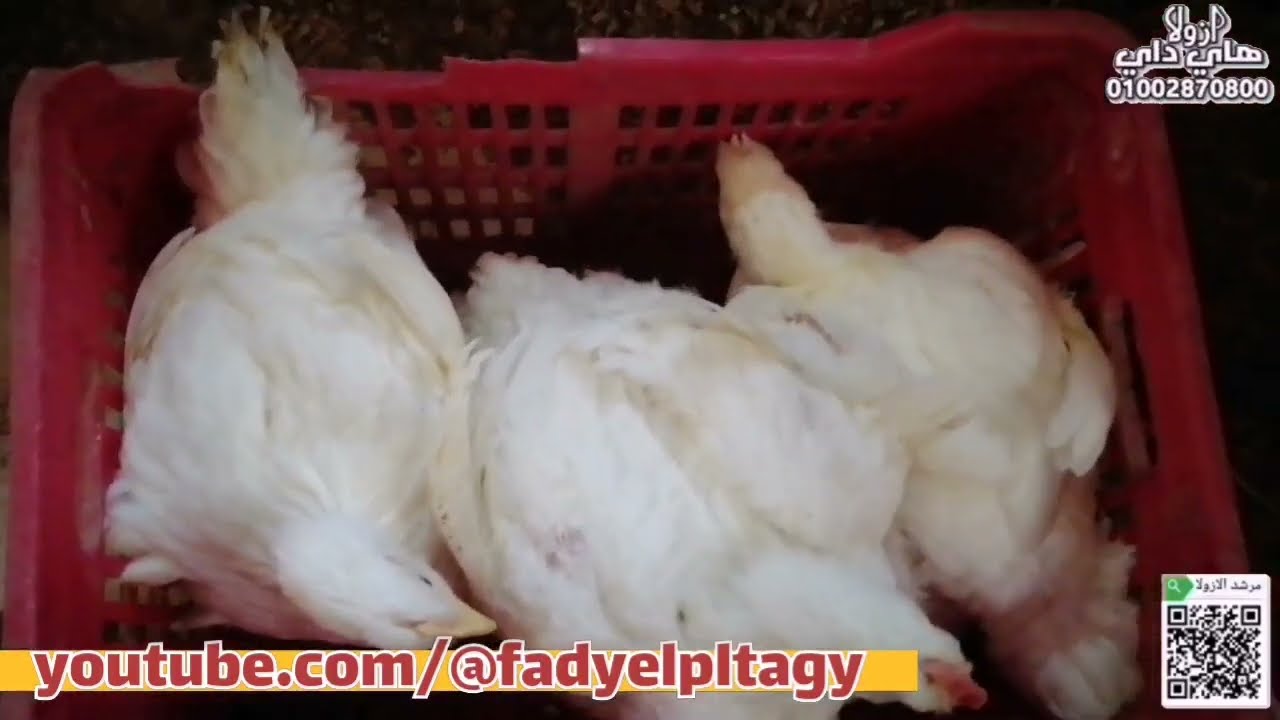 #مرشد_azolla🍀تربيه الدجاج جزء ٣من ١٨يوم الي ٣٥يوم  علي الازولا الجافه ونسب التغذيه  والميزات والعيوب