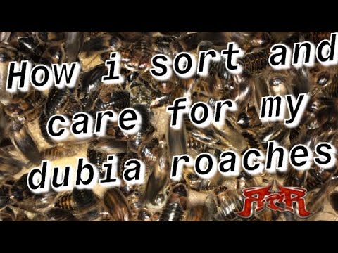 Dubia Roach Care and breeding setup - YouTube