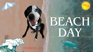 My Dog Goes On A Beach Island Vacation by Endless Routes 105 views 13 days ago 2 minutes, 13 seconds