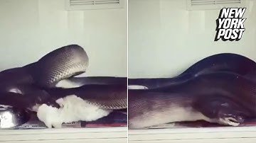 Snake devours a rabbit in mesmerizing time-lapse footage