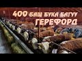 Герефорд бука багуу бизнеси / 400тон ашуун бука баткан сарай