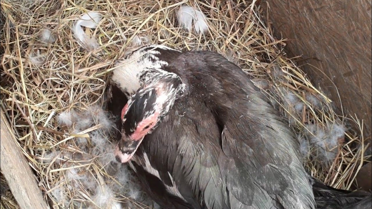 Как узнать, когда утка сядет на яйцо? Собираю яйцо//Проверяю оплод...