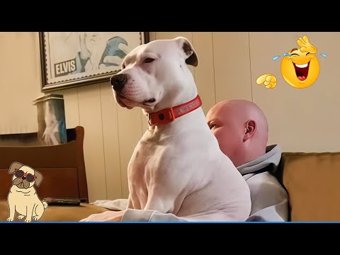 TRY NOT TO LAUGH 😂 Funniest Dog Moments Ever 2026 | Dog Comedy TV Daily #61