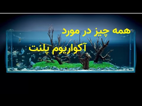 (گیاهی) همه چیز در مورد آکواریوم پلنت