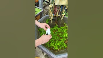 NanoCare dưỡng cá & xử lí bệnh. Multibio làm trong nước, khử mùi tanh cho hồ cá…#01/10.25