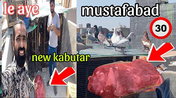 Mustafabad se le aye hm new 30 kabutar 😋 Delhi pigeon lover goole kabutar