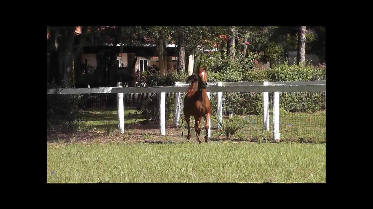 Lahint (Ajman Moniscione x RGA Kouress)