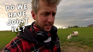 Lambs off their feet  |  Lambing Day 21