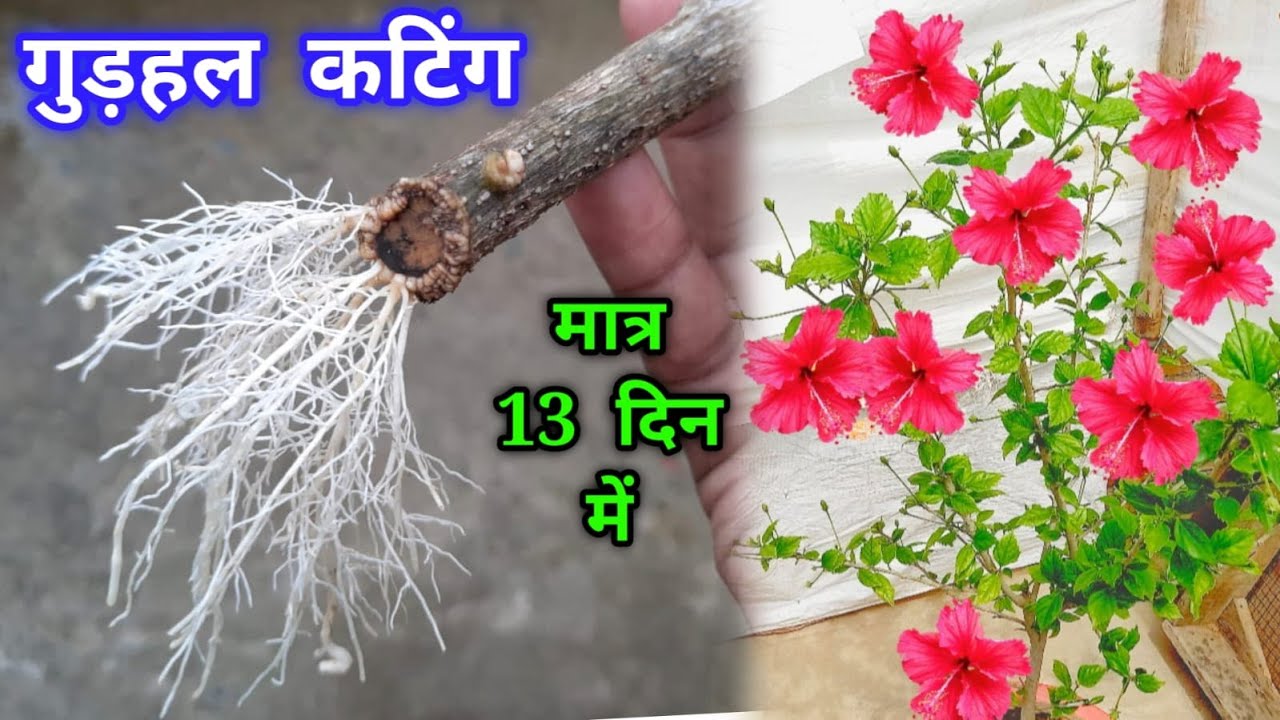 गुड़हल कटिंग मे पत्ते आकर कभी सूखेगी नही / गुड़हल की कटिंग कैसे लगाये ...