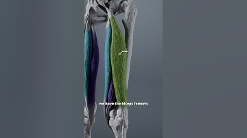 Hamstring muscles