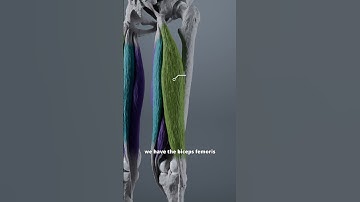 Hamstring muscles
