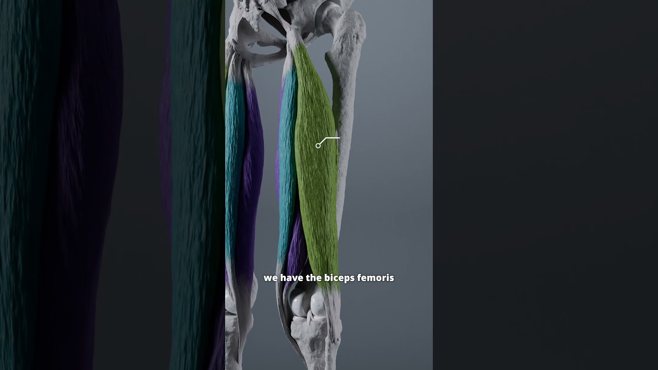 Hamstring muscles