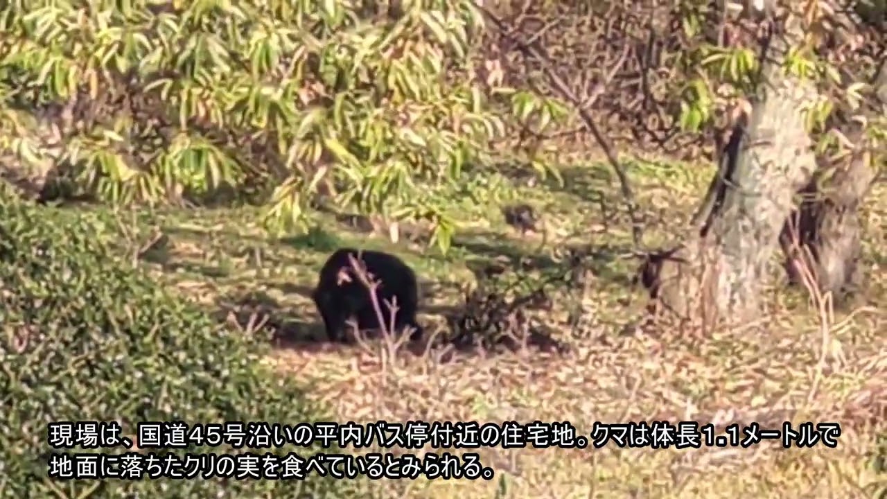 クマ１頭を緊急銃猟　洋野町平内の雑草地、周辺に民家(2025/11/20)