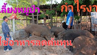 เลี้ยงหมูป่าอาชีพเสริม เลี้ยงง่ายใช้อาหารลดต้นทุน