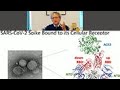 Human antibody responses to SARS-CoViD-2