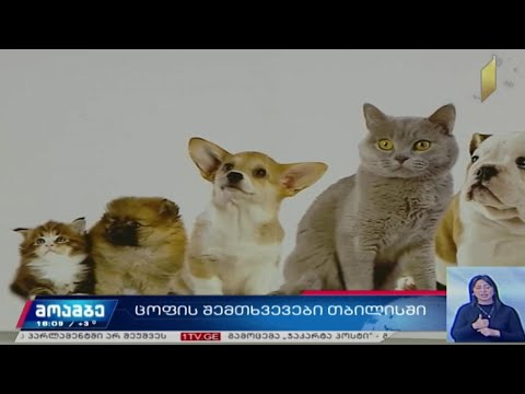 ცოფის შემთხვევები თბილისში