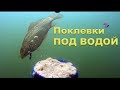 Подводные съемки поклевок на: поплавок, донку, снасть "Пробка", Макушатник, Фидер, Убийца карася