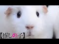 推しの子ed (5話)