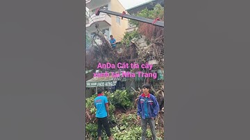 Dịch vụ cắt cây xanh tại Nha Trang