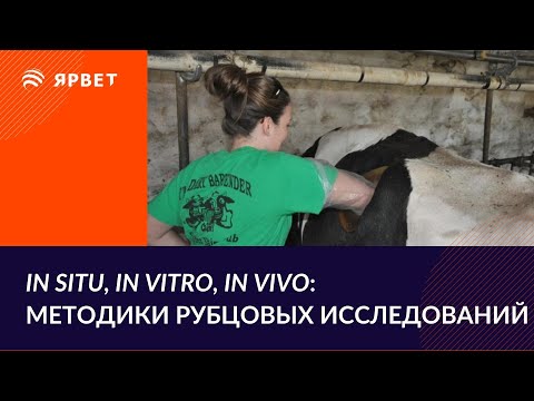 Анализ переваримости в рубце. In vivo, in situ или in vitro?