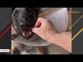 Scared rescue dog is now such a love bug
