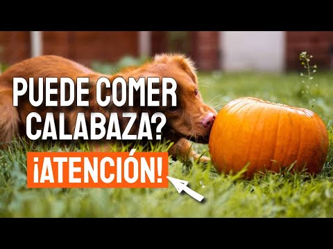 Video: Cómo administrarle Tylenol a los perros