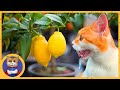 Лайфхак как обеспечить витаминами ваших котиков