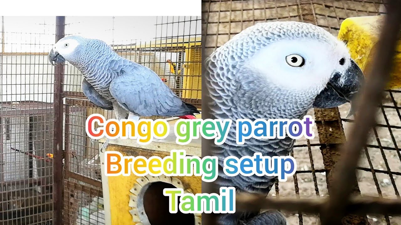 Congo African Grey parrot breeding setup tips in tamil YouTube