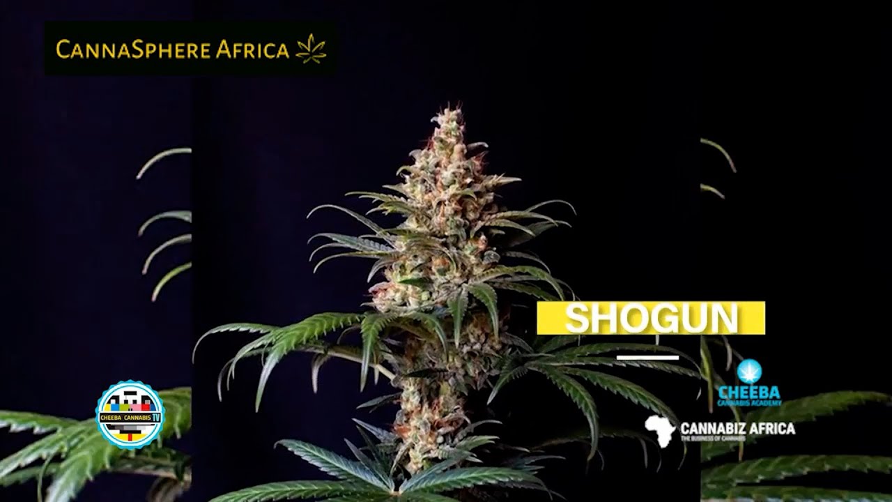 What Are The Biggest Yielding Cannabis Strains of 2022 ? - CannaSphere Shorts