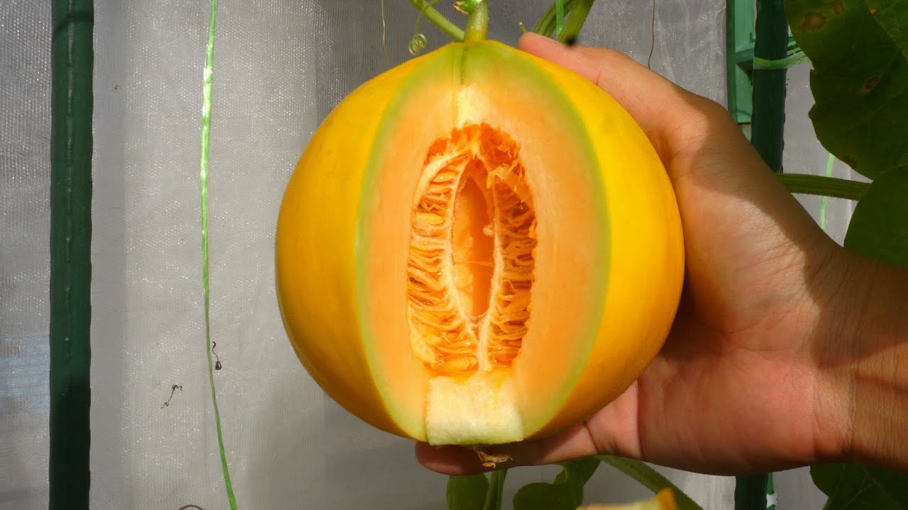 No space? Just grow Golden Melon in pots and harvest in 80 days Canary Melon YouTube