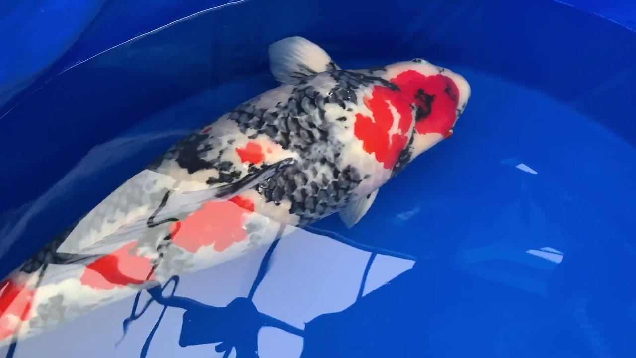 SHOWA Momotaro koi farm ขนาด 90 CM - YouTube