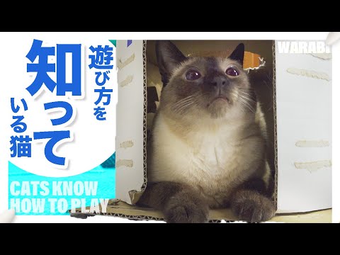 遊び方を知っている猫