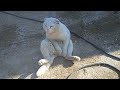 Котик сидит