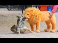 What da dog doin??? P2 - Angry Dog video 2024| Pets Island