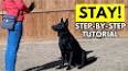 How to Train Your Dog to Stay ile ilgili video