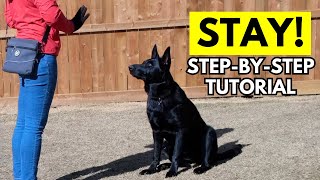 How to Train Your Dog to Stay: Complete Beginner’s Guide