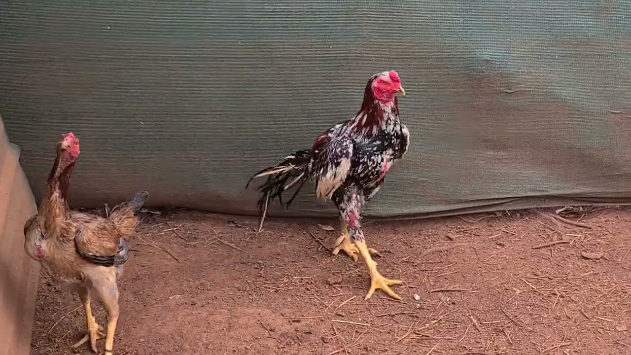 4th OG breeding cock ( Plucker BB)