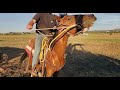 Field of Dreams! | Shocking! | Horse Projects!