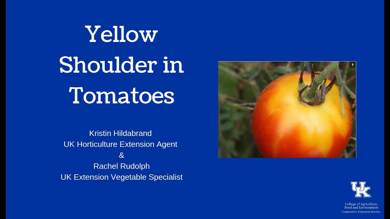 Yellow Shoulder in Tomatoes YouTube