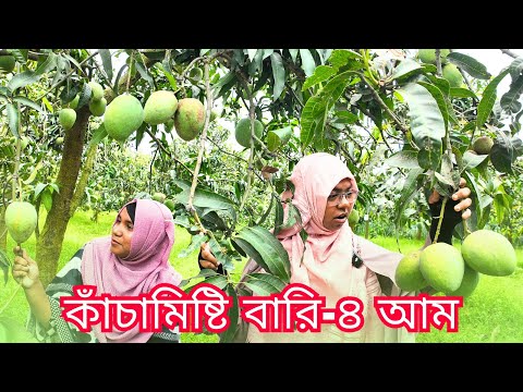 আলহামদুলিল্লাহ্‌ আমাদের বাগানের কাঁচামিষ্টি বারি-৪ আম প্রায় সবগুলোই A Grade কোয়ালিটির।