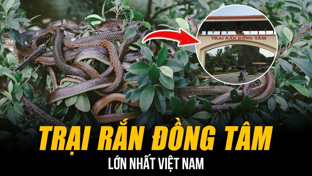 TRẠI RẮN ĐỒNG TÂM LỚN NHẤT VIỆT NAM | VƯƠNG QUỐC CỦA 400 LOÀI RẮN ĐỘC ...