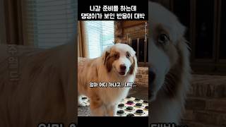 나갈 준비 하다가 댕댕이한테 딱 걸린 상황 ㅎㅎ #강아지 #댕댕이 #애견영상
