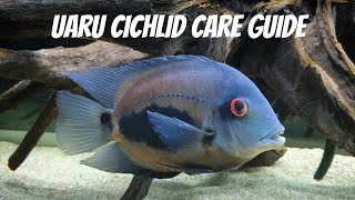 THE UARU CICHLID CARE GUIDE AND INFORMATION