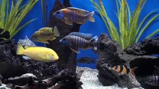 Over 30 African Cichlids identified here!