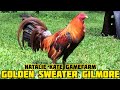 Golden sweater gilmore  natalie kate gamefarm