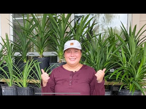 Video Đồ làm vườn on sale và giúp cây lá dứa trú đông tránh... - youtube