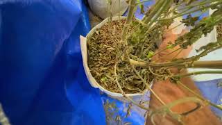 10x10 organic grow in the Den going crazy