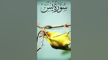 سورة يس | #القرآن #قرءان_كريم #اكسبلور