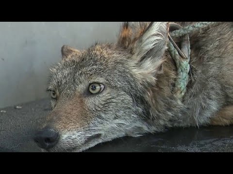 Report reveals why FWC officer fatally shot coyote rescued near PortMiami